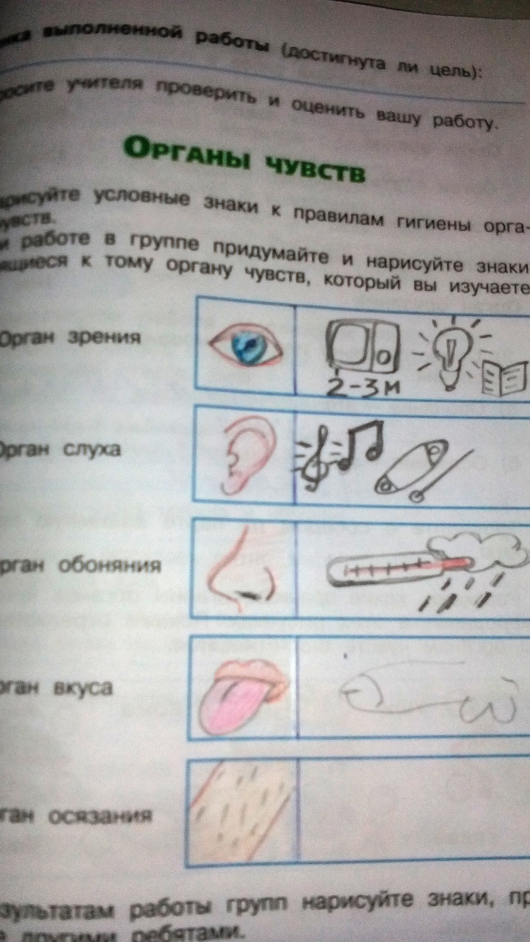 органы чувств.jpg