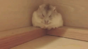 хомяк.gif