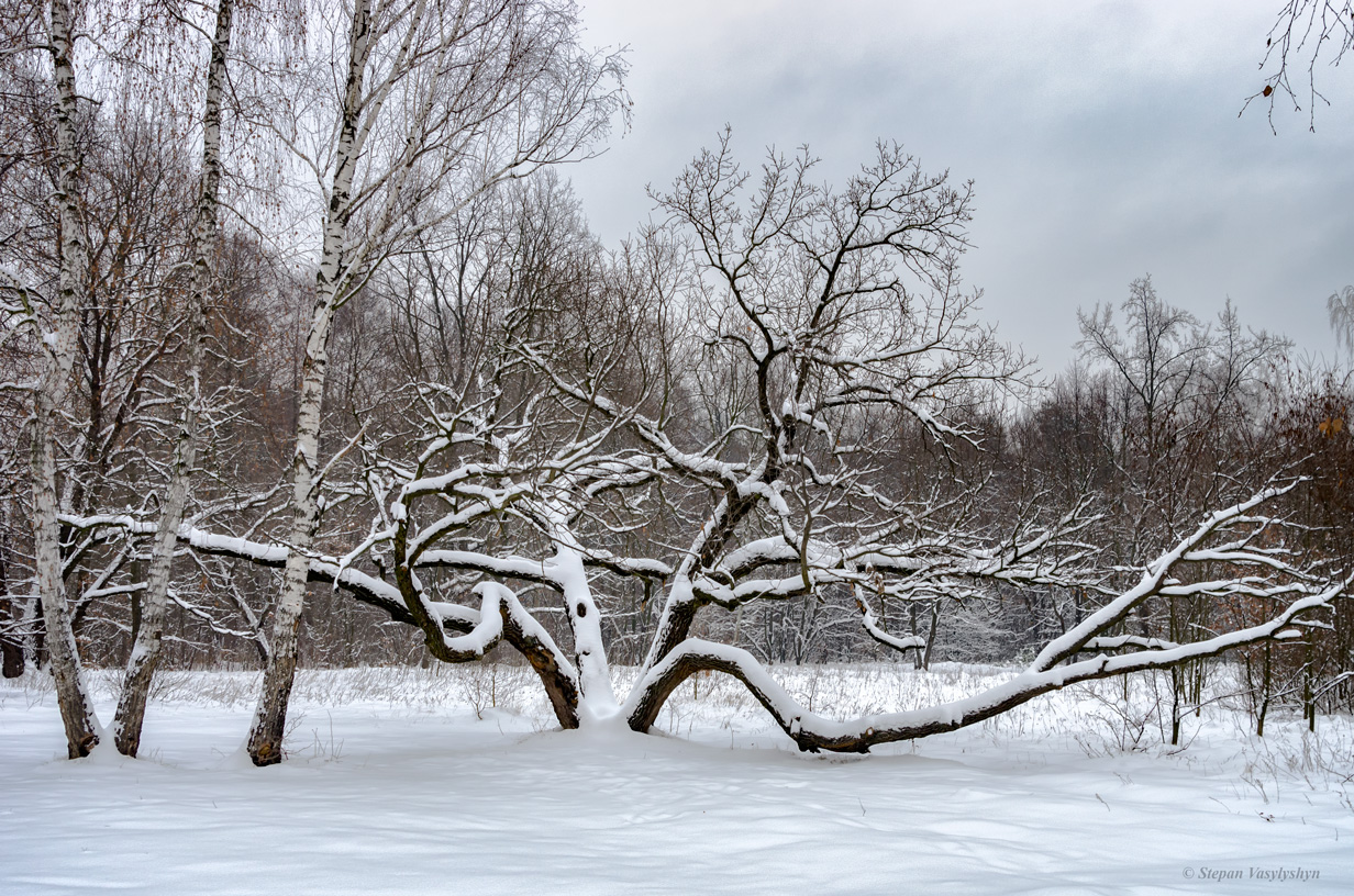 An old oak.jpg
