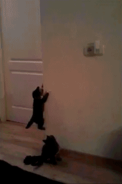 котики - альпинисты.gif