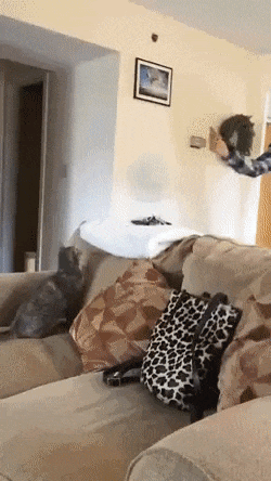 прыжок2.gif
