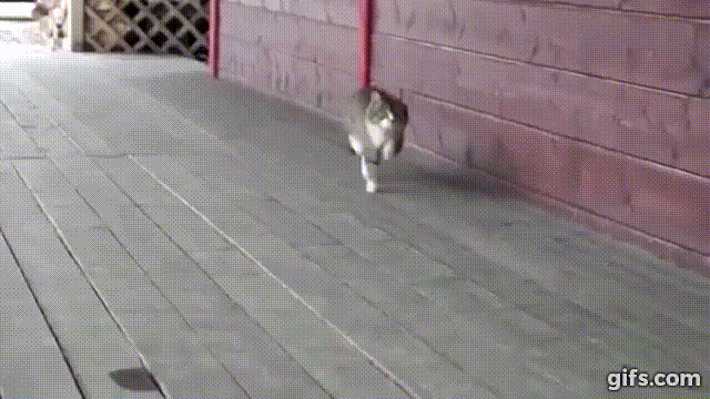 image.gif