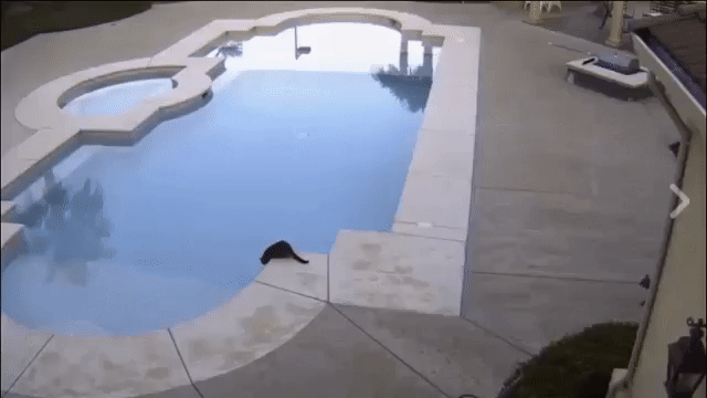 image.gif