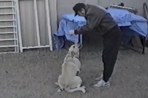 gifs-03[1].gif