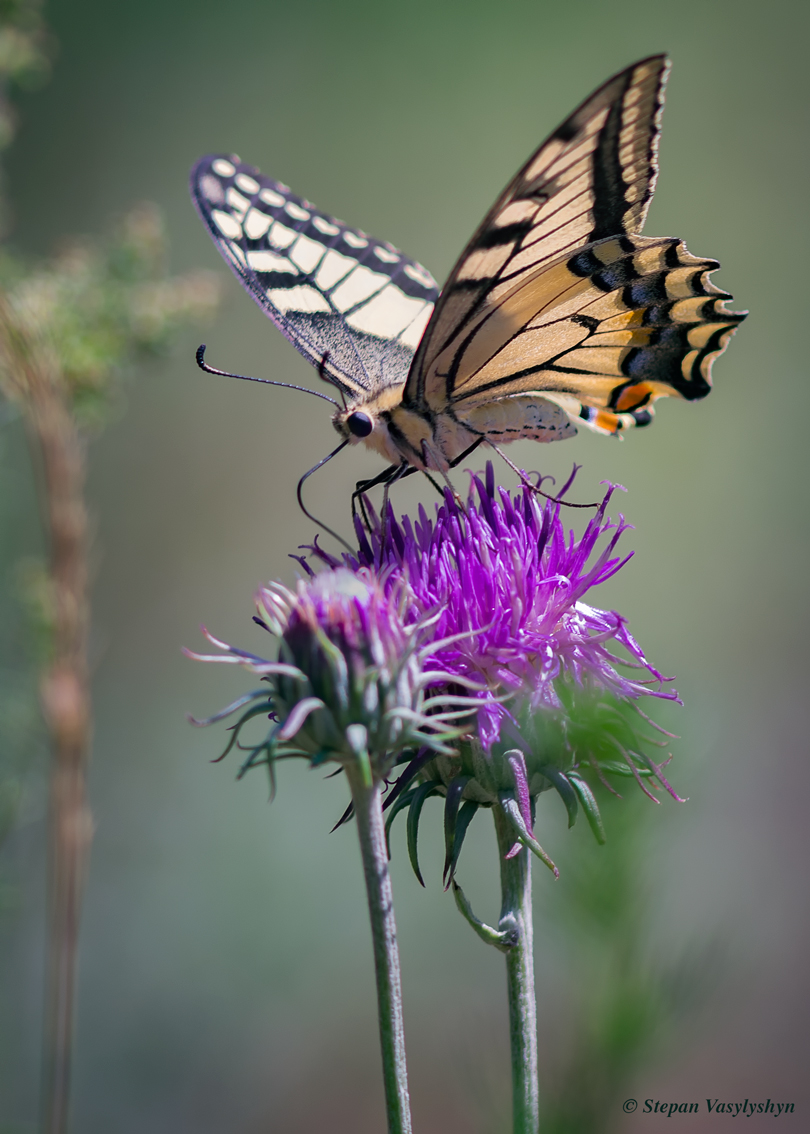 butterfly.jpg