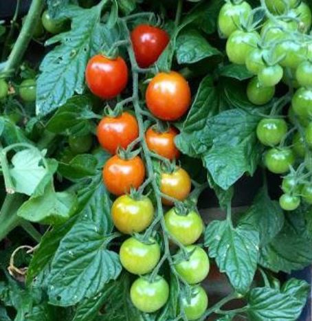tomatoclipping.jpg