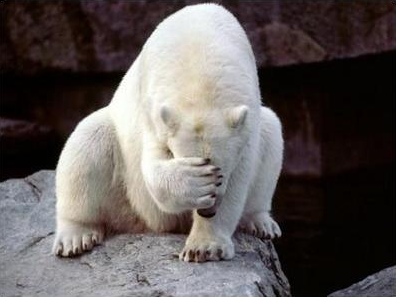 bear facepalm.png