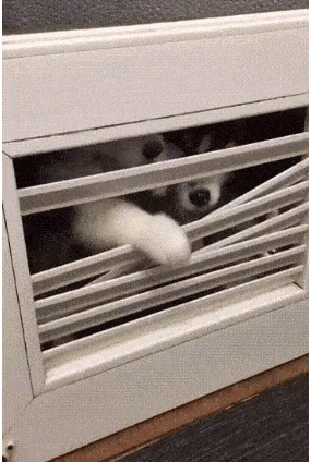 gif3262.gif