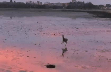 02.gif