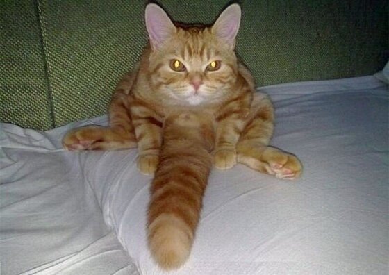 Кот Болтик.jpg