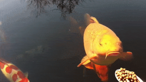 gif3722.gif