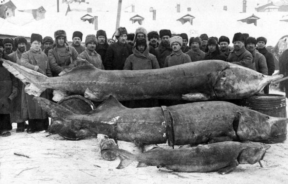 Рыбаки с уловом из Волги 1924 год.jpg