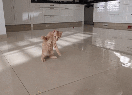 котик ходит.gif
