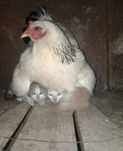 курица.jpg