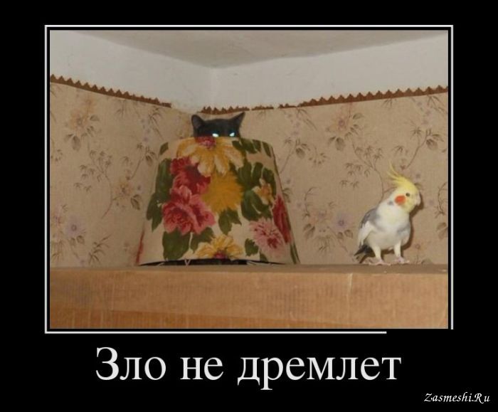 9362-Kot-ohotitsya-na-popugaya.jpg