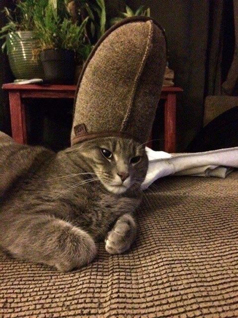 Кот+тапок )).jpg