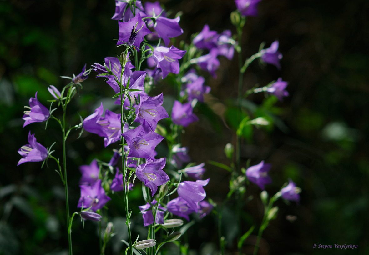 Campanula.jpg