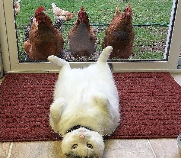 image.jpg