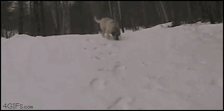 2cbaa9429f1888abae513b9cf63255c6.gif