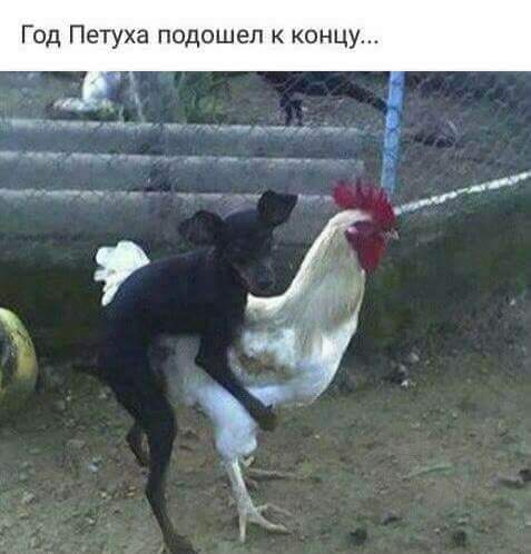 Год Петуха подошел к концу.jpg