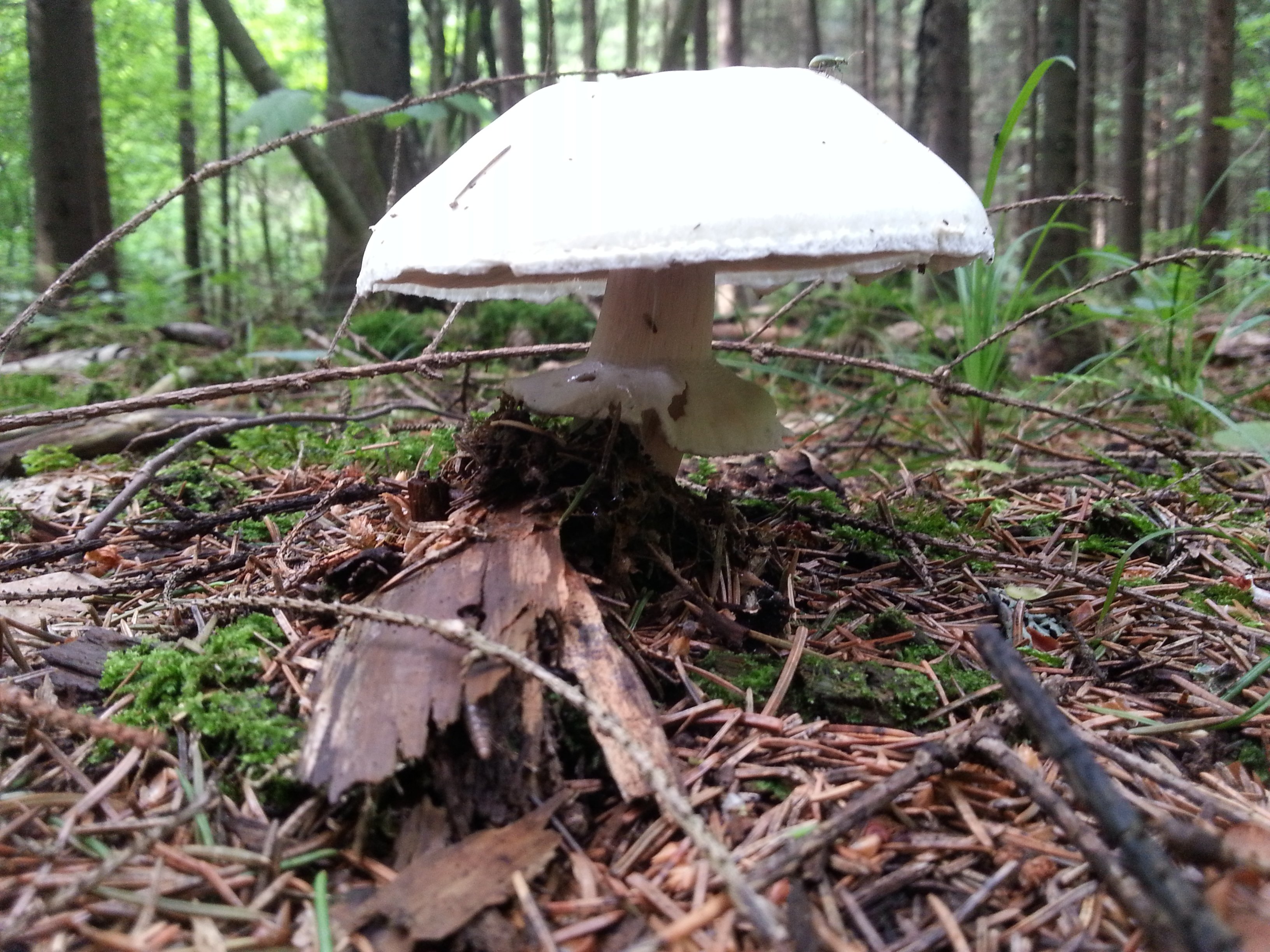 20180613_154828.jpg