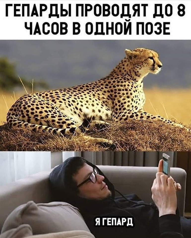 Гепард.jpg