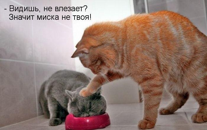 миска.jpg