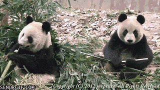 2 Панды.gif