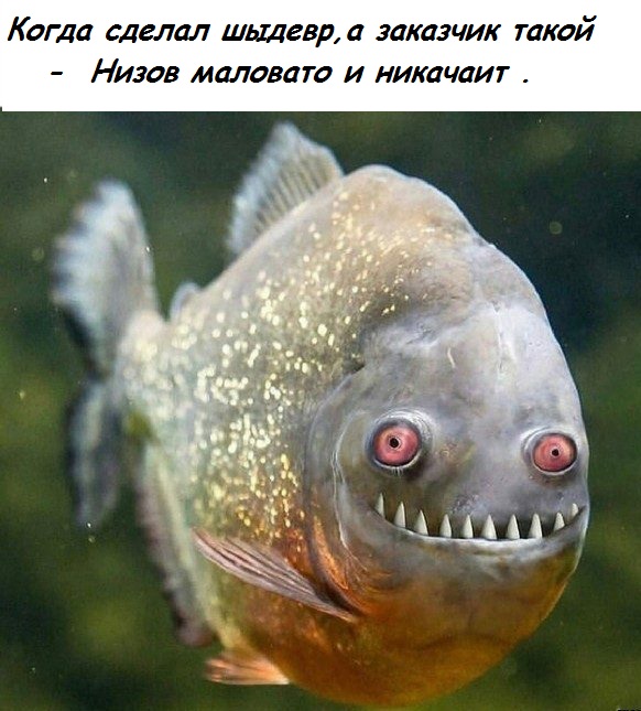 Fish.jpg