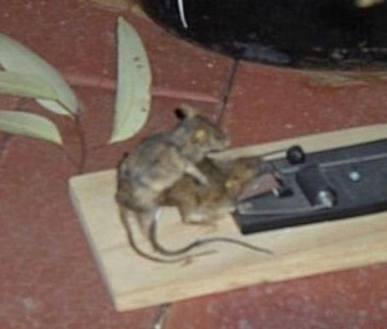 мшк.jpg
