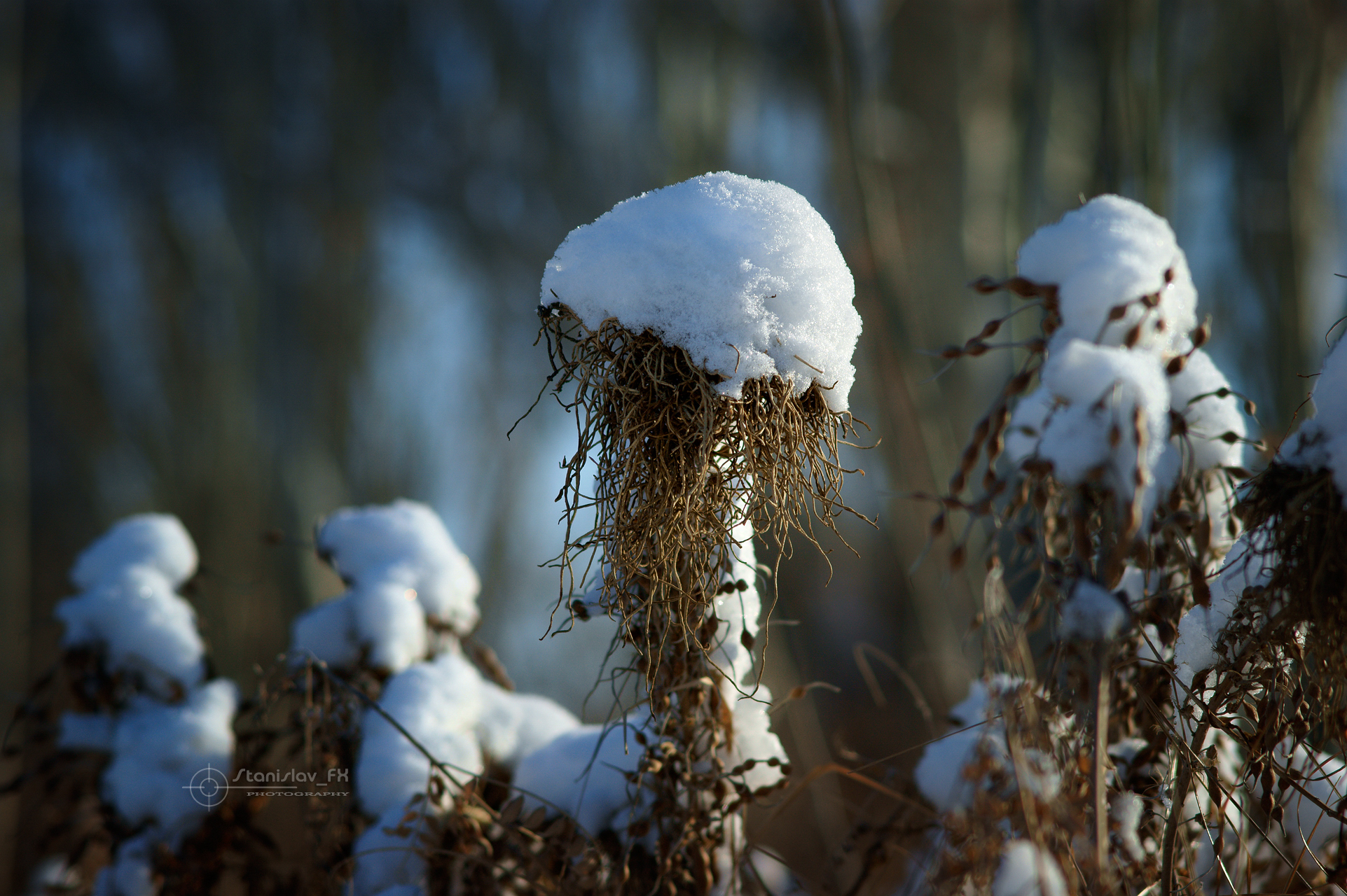 _DSC3036_Net.jpg