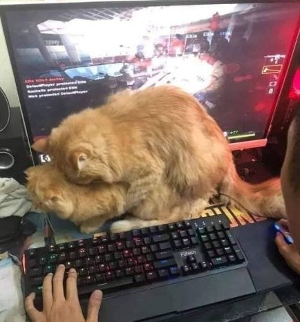 ккт.jpg