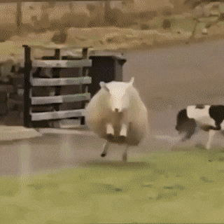 gifs_06.gif