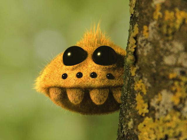 spider.jpg