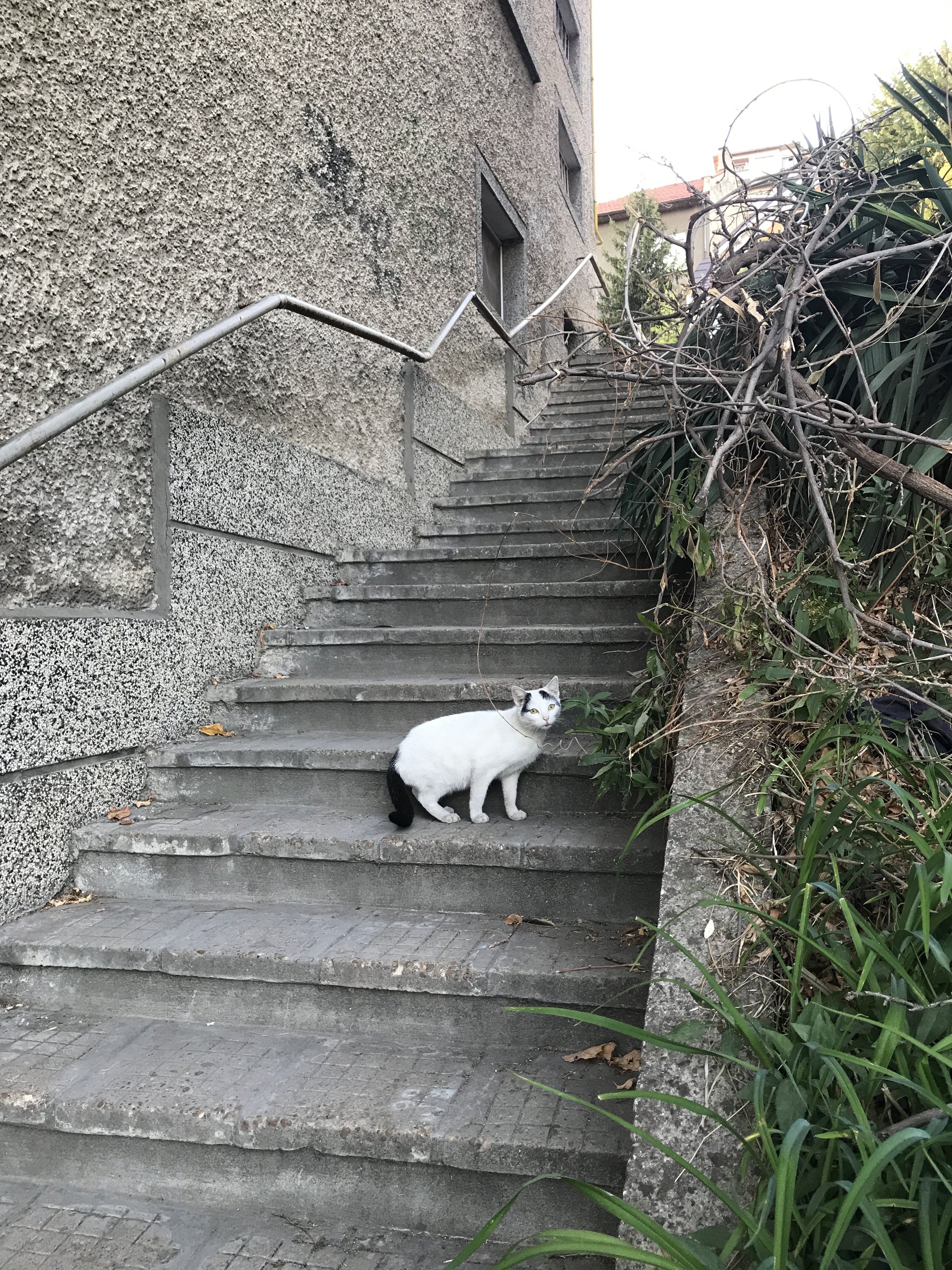 A0F3E610-0AEE-4B6A-BFAE-10197965990B.jpeg