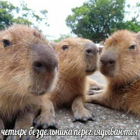 4бездельника.jpg