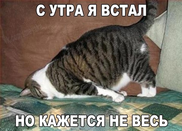 kote_utro.jpg