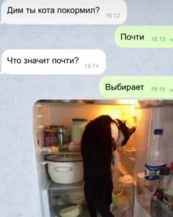 kote_vybor.jpg