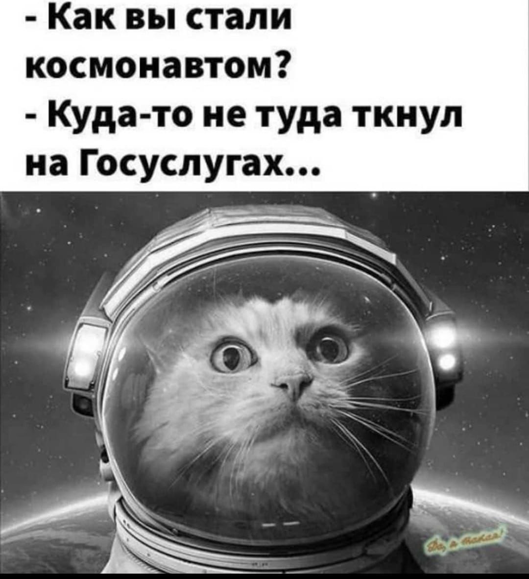 kote_kosmos.jpg