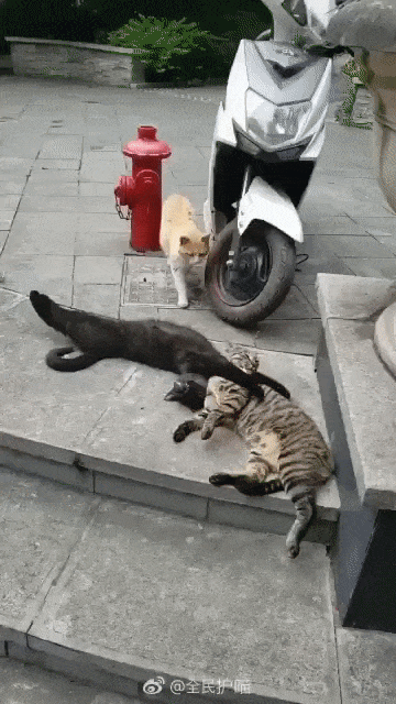 RMM CAT.gif
