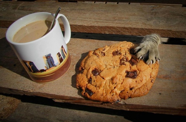 9929310-R3L8T8D-650-cat-thief-funny-animal-pictures-45__880.jpg