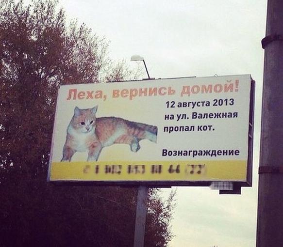 kot.JPG