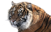 tiger-1526704_640.png