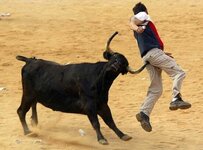 1148965309_bull.jpg