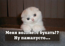 79578_piccsai05.jpg