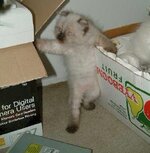 Sm_cat.jpg