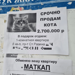kote_prodam.png