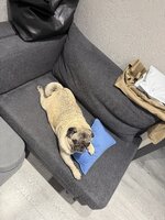 IMG_0803.jpeg