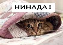 ninada.png