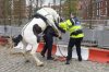 конь имеет полицая.jpg